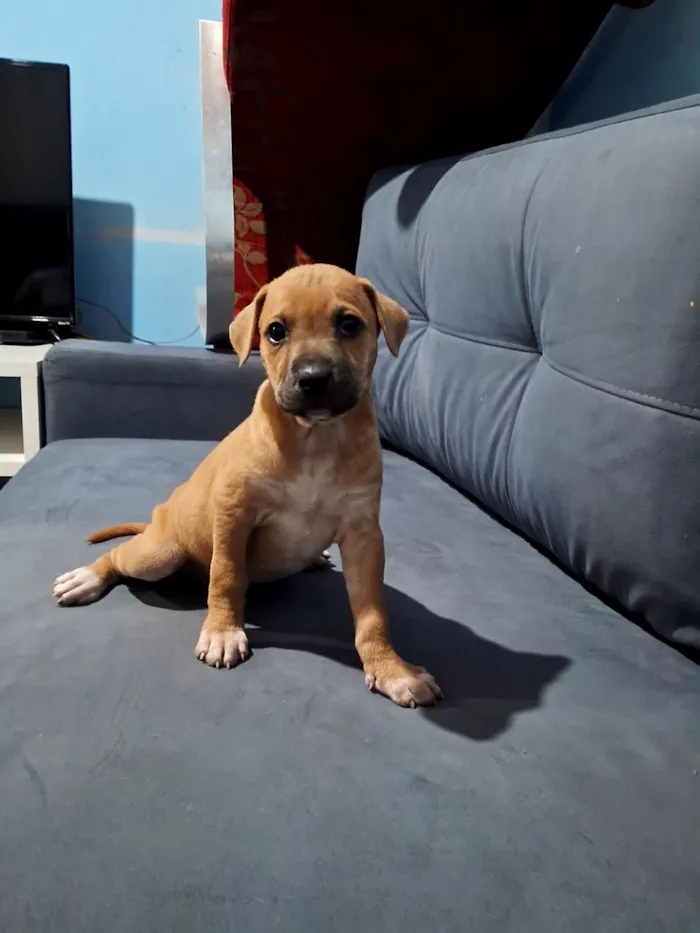 Cachorro raça SRD-ViraLata idade Abaixo de 2 meses nome opcional nao tem nomes 