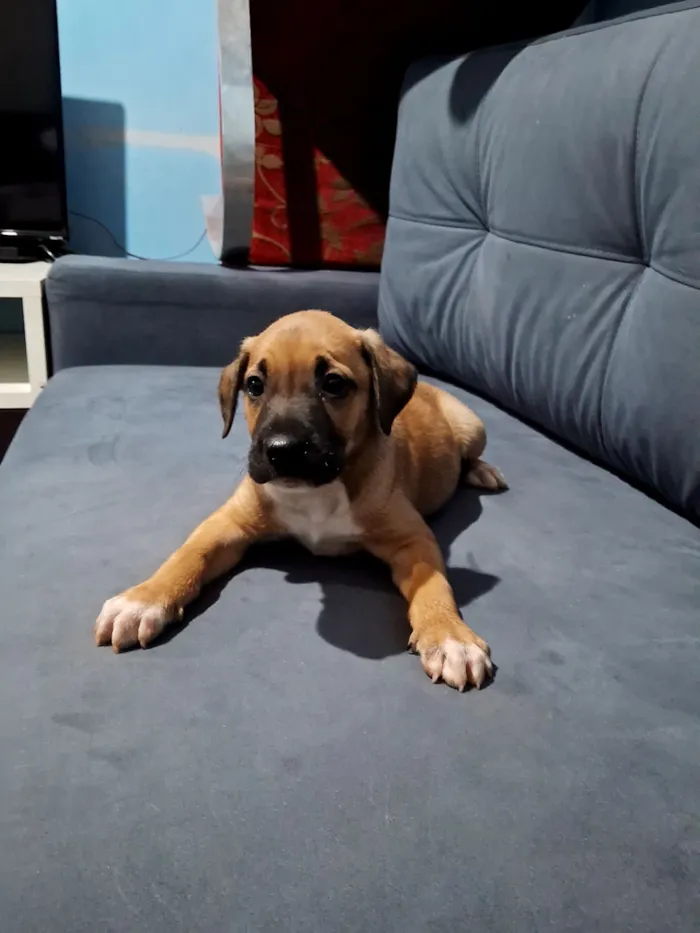 Cachorro raça SRD-ViraLata idade Abaixo de 2 meses nome opcional nao tem nomes 