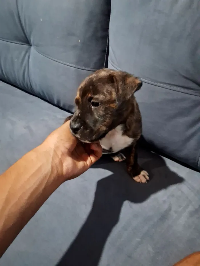 Cachorro raça SRD-ViraLata idade Abaixo de 2 meses nome opcional nao tem nomes 