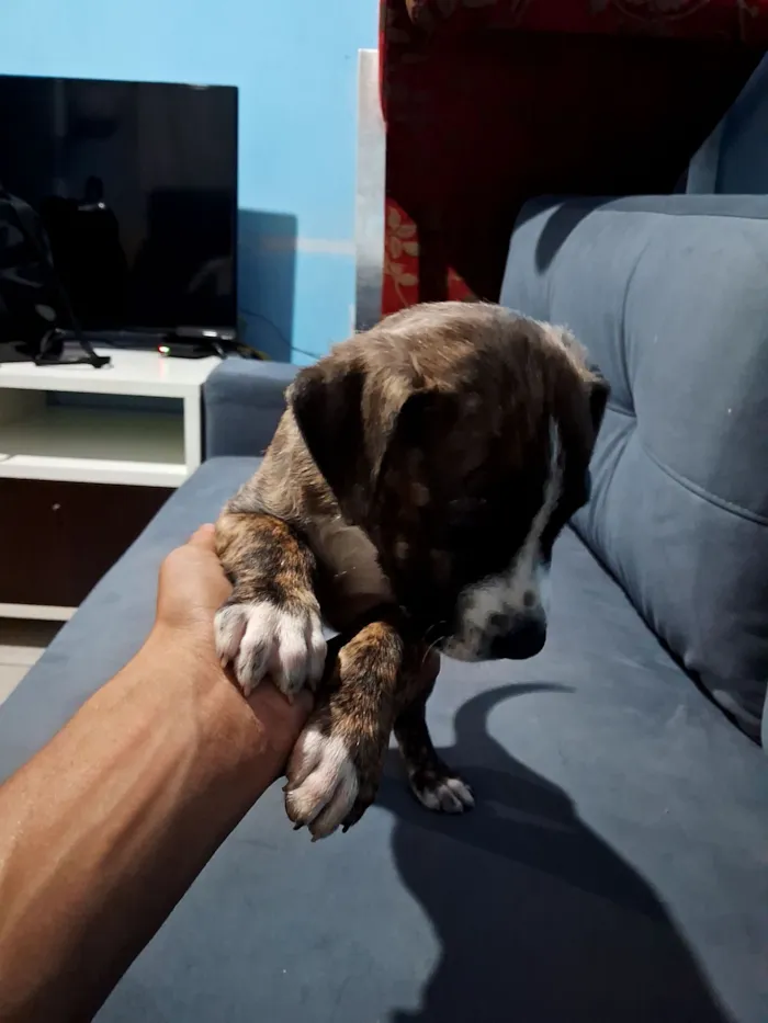 Cachorro raça SRD-ViraLata idade Abaixo de 2 meses nome opcional nao tem nomes 