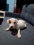 opcional nao tem nomes 