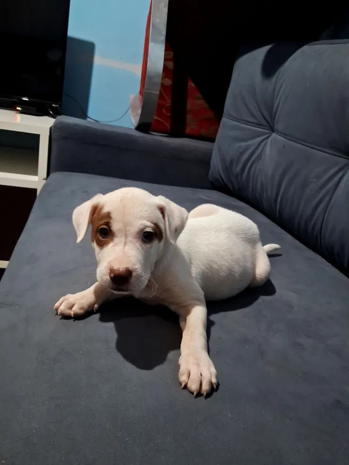 Cachorro raça SRD-ViraLata idade Abaixo de 2 meses nome opcional nao tem nomes 