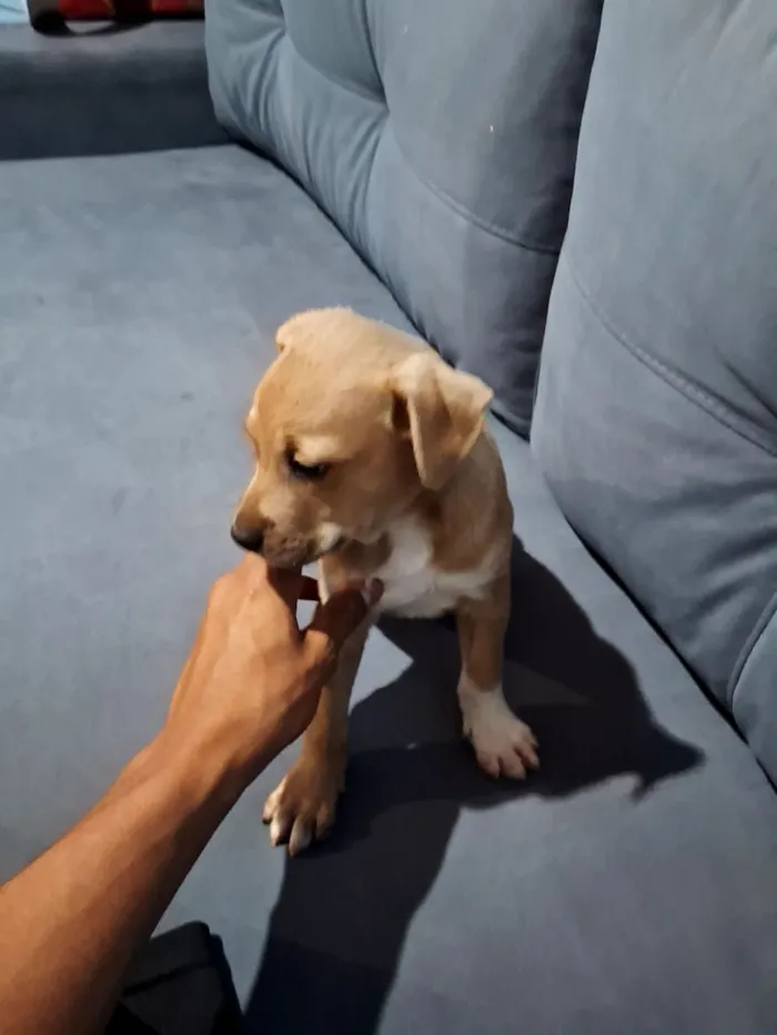 Cachorro raça SRD-ViraLata idade Abaixo de 2 meses nome opcional nao tem nomes 