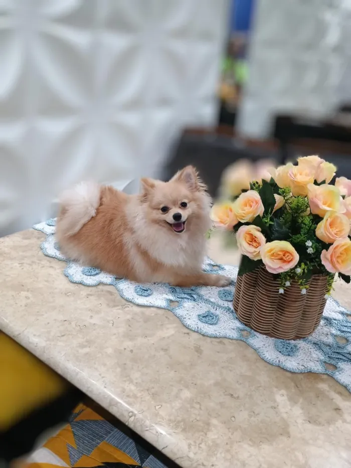 Cachorro raça Lulu da Pomerânia idade 1 ano nome Renata 