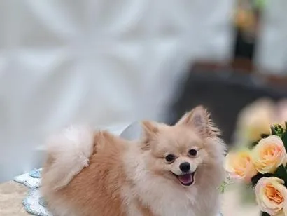 Cachorro raça Lulu da Pomerânia idade 1 ano nome Renata 