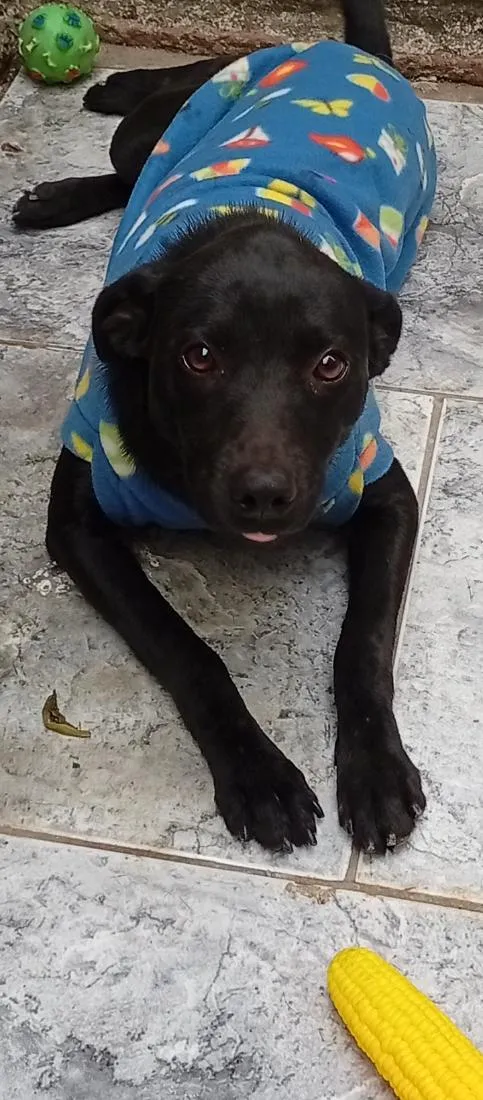 Cachorro raça Labrador idade 1 ano nome Whisky