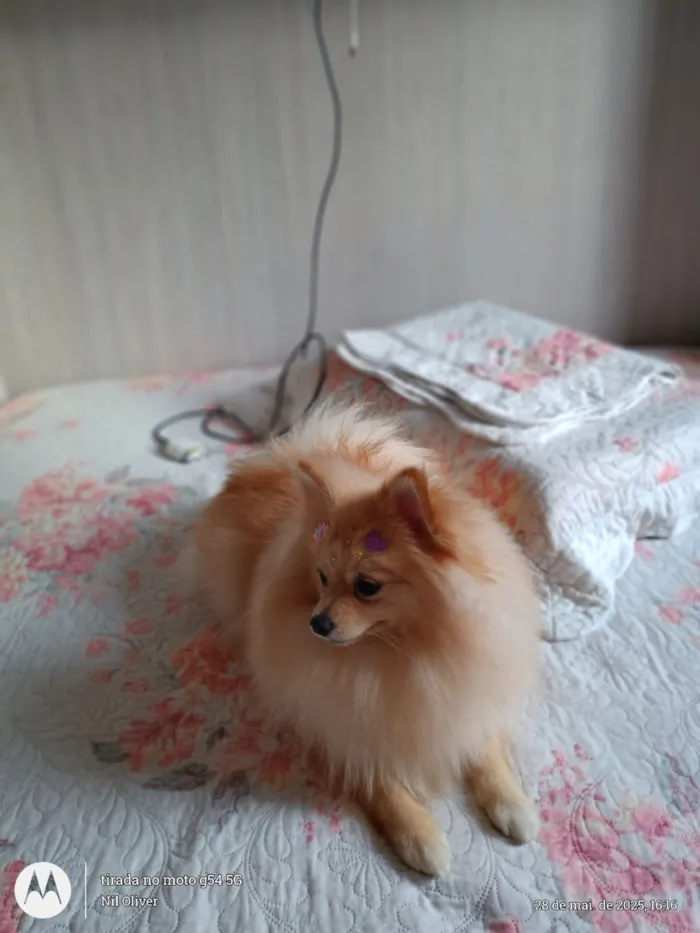 Cachorro raça Lulu da Pomerânia idade 1 ano nome Renata 