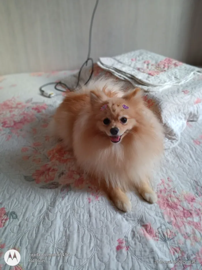 Cachorro raça Lulu da Pomerânia idade 1 ano nome Renata 