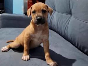 Cachorro raça SRD-ViraLata idade Abaixo de 2 meses nome opcional nao tem nomes 