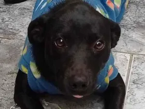 Cachorro raça Labrador idade 1 ano nome Whisky
