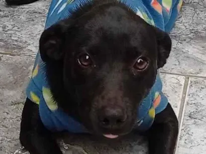 Cachorro raça Labrador idade 1 ano nome Whisky