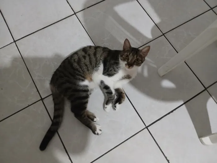 Gato raça SRD-ViraLata idade 1 ano nome Shelb