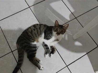 Gato raça SRD-ViraLata idade 1 ano nome Shelb