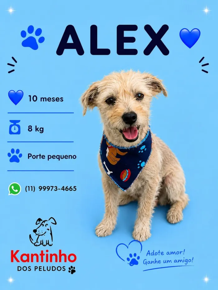 Cachorro raça SRD-ViraLata idade 7 a 11 meses nome Alex