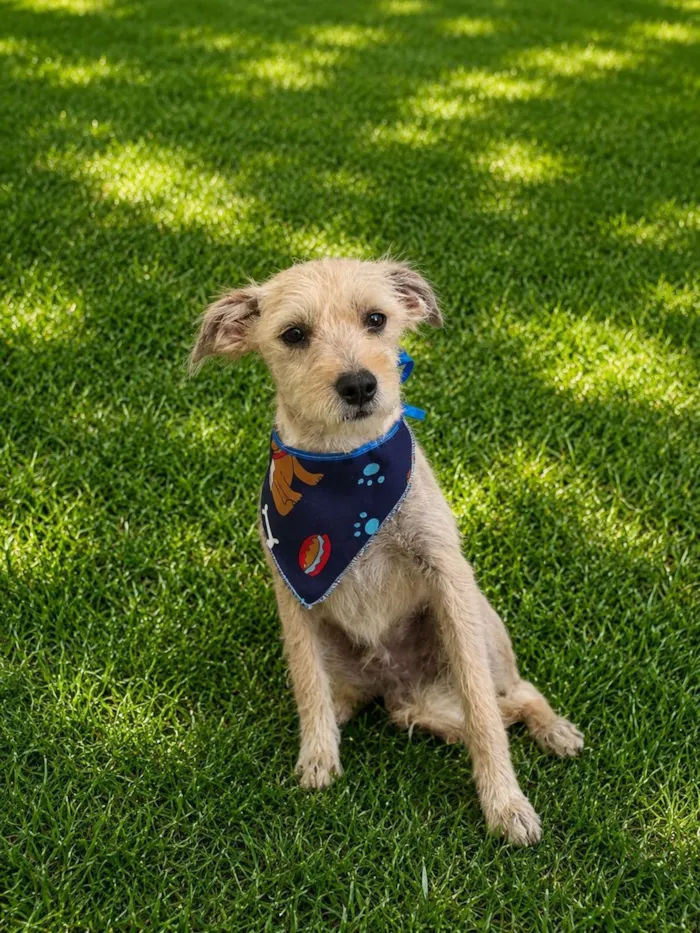 Cachorro raça SRD-ViraLata idade 7 a 11 meses nome Alex
