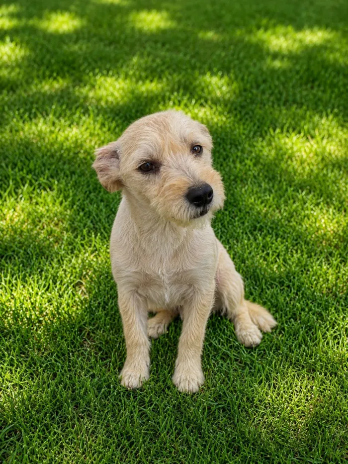 Cachorro raça SRD-ViraLata idade 7 a 11 meses nome Alex