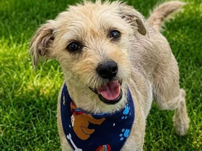 Cachorro raça SRD-ViraLata idade 7 a 11 meses nome Alex