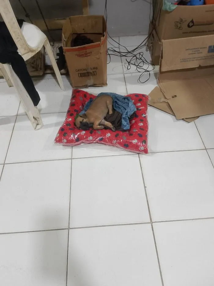 Cachorro raça SRD-ViraLata idade 2 a 6 meses nome Simba