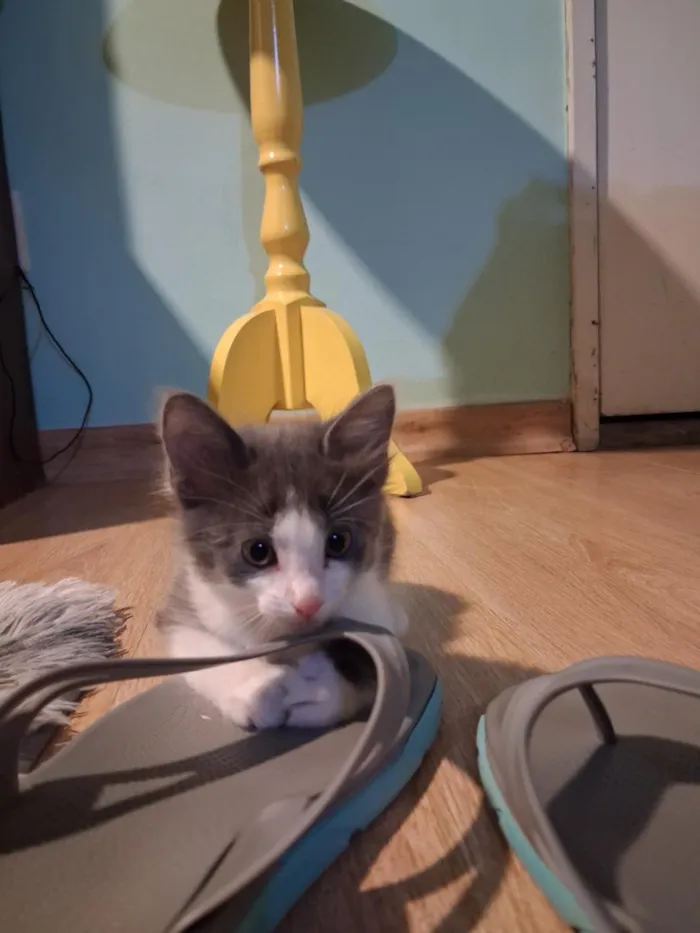 Gato raça SRD-ViraLata idade Abaixo de 2 meses nome Ferdinando