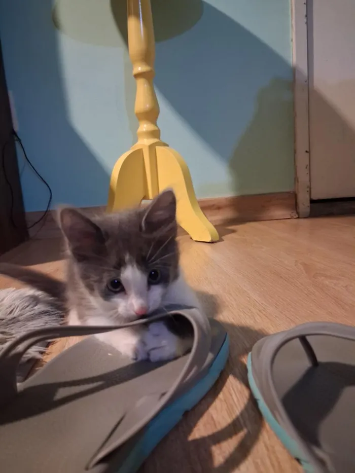 Gato raça SRD-ViraLata idade Abaixo de 2 meses nome Ferdinando