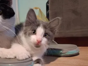 Gato raça SRD-ViraLata idade Abaixo de 2 meses nome Ferdinando