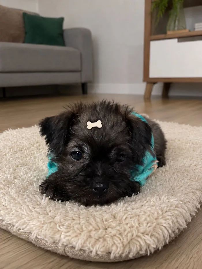 Cachorro raça SRD-ViraLata idade 2 a 6 meses nome Cadu 