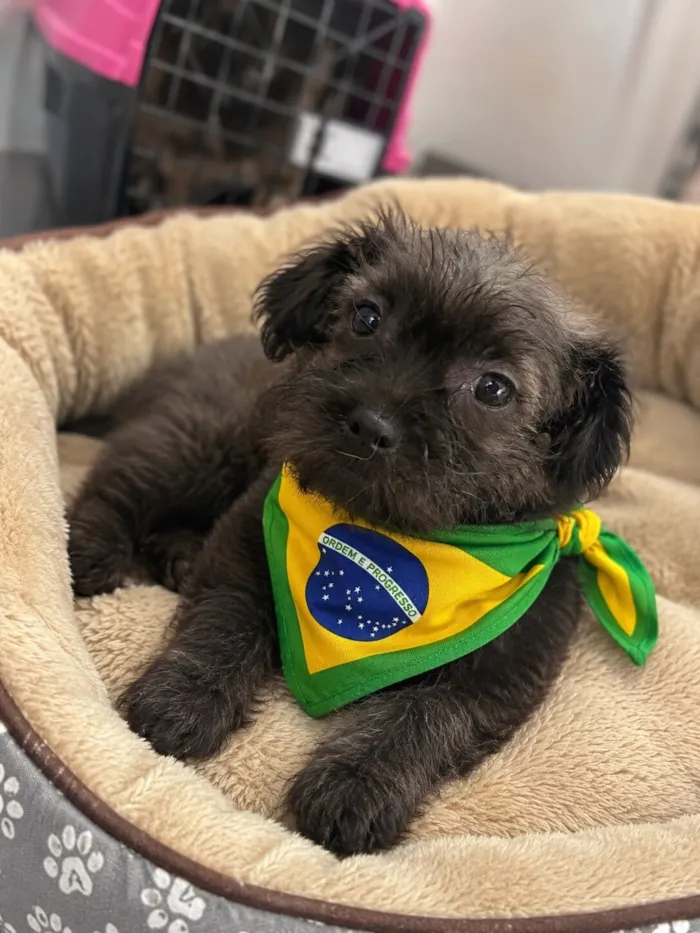 Cachorro raça SRD-ViraLata idade 2 a 6 meses nome Cadu 