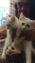 Gatos