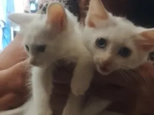 Gato raça Angorá idade Abaixo de 2 meses nome Gatos