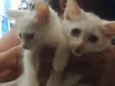 Gatos