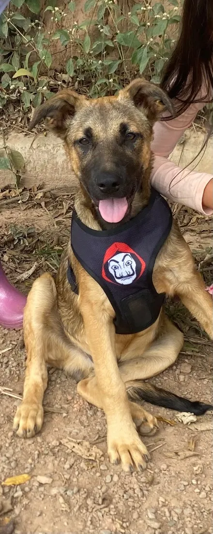 Cachorro raça SRD-ViraLata idade 7 a 11 meses nome Thor 