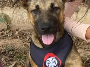 Cachorro raça SRD-ViraLata idade 7 a 11 meses nome Thor 