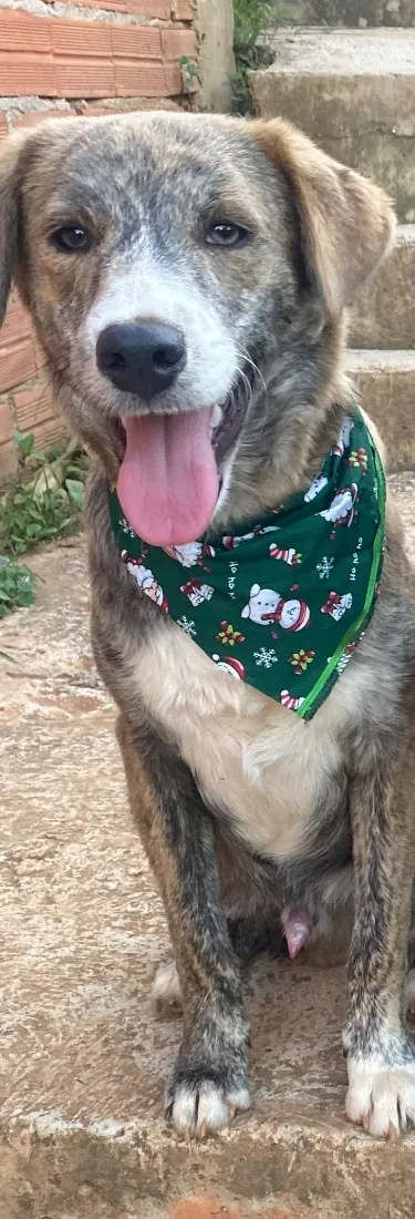 Cachorro raça SRD-ViraLata idade 1 ano nome Navegante 