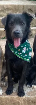 Scooby 