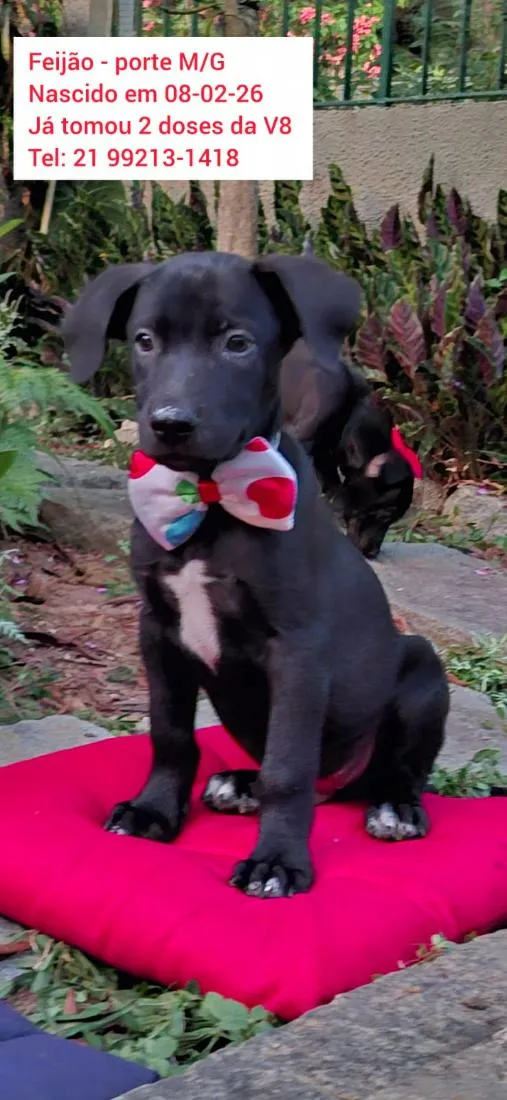 Cachorro raça SRD-ViraLata idade 2 a 6 meses nome Feijão