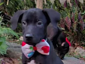 Cachorro raça SRD-ViraLata idade 2 a 6 meses nome Feijão