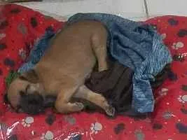 Cachorro raça SRD-ViraLata idade 2 a 6 meses nome Simba