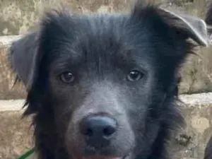Cachorro raça SRD-ViraLata idade 1 ano nome Scooby 