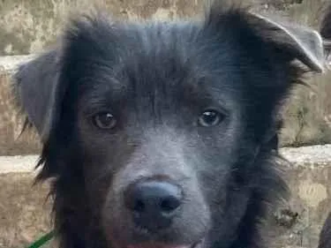 Cachorro raça SRD-ViraLata idade 1 ano nome Scooby 