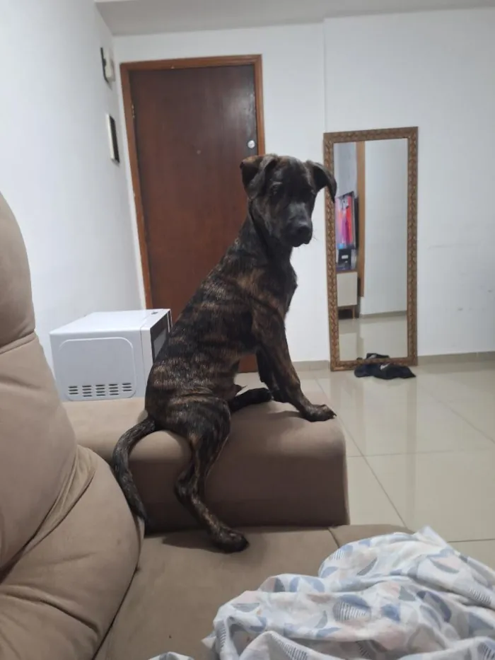 Cachorro raça SRD-ViraLata idade 2 a 6 meses nome Louie