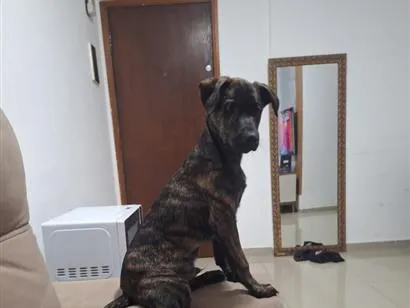 Cachorro raça SRD-ViraLata idade 2 a 6 meses nome Louie