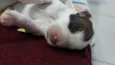 Ciclope 