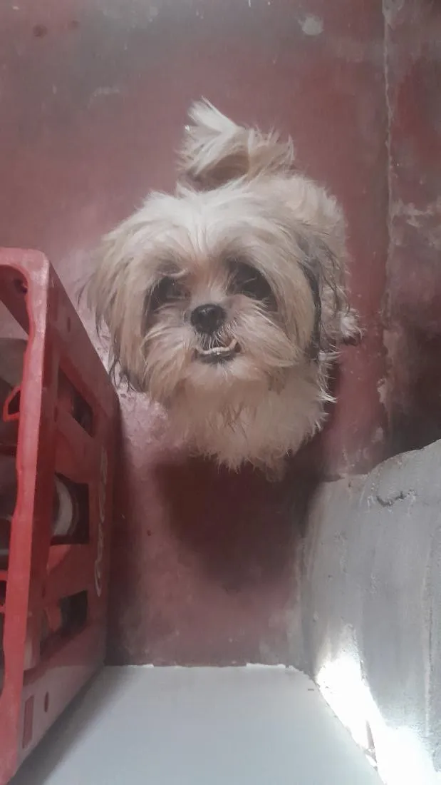 Cachorro raça Shitzu idade  nome não sei o nome