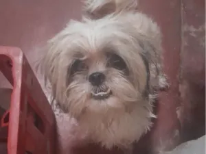 Cachorro raça Shitzu idade  nome não sei o nome