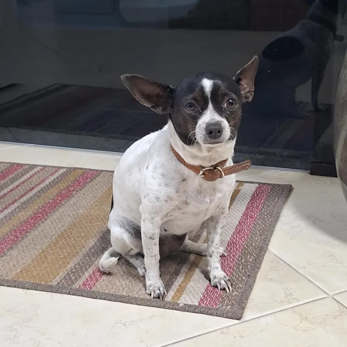 Cachorro raça Pinscher idade 4 anos nome Pipoca