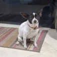 Pipoca
