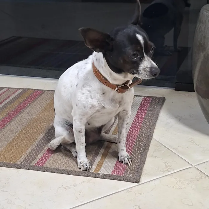 Cachorro raça Pinscher idade 4 anos nome Pipoca