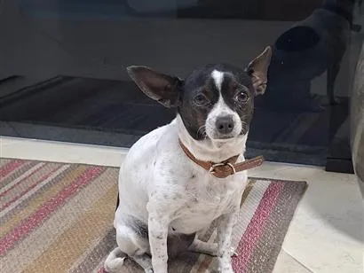 Cachorro raça Pinscher idade 4 anos nome Pipoca