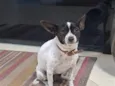 Pipoca