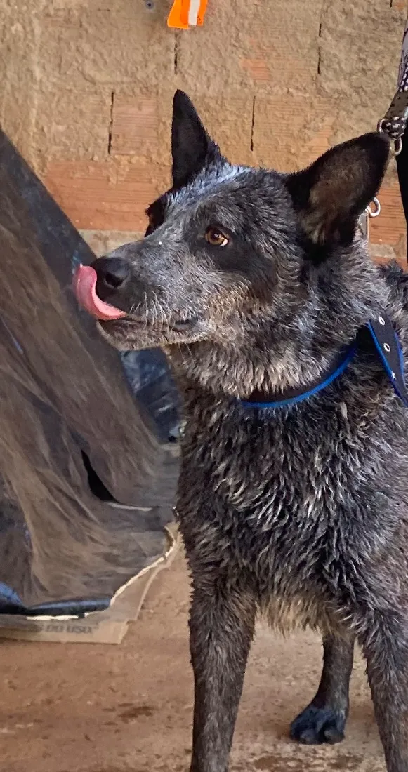 Cachorro raça SRD-ViraLata idade 6 ou mais anos nome Zeus
